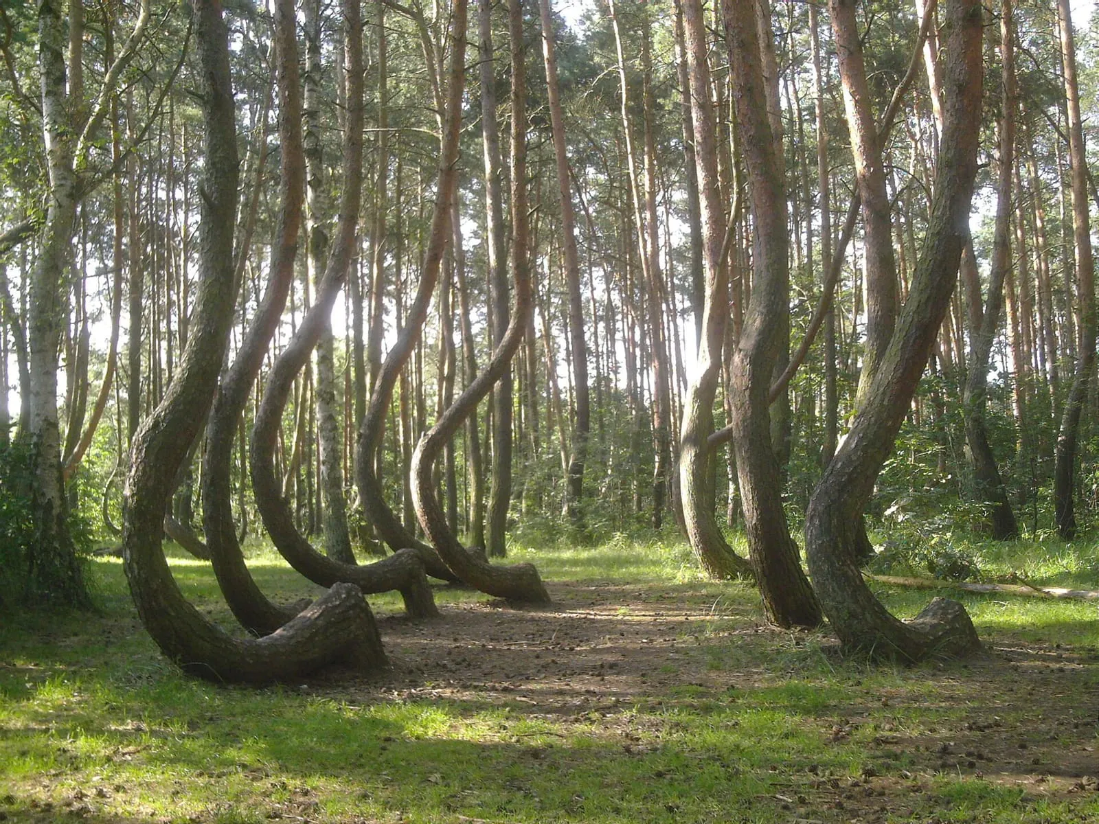Krzywy Las koło Gryfina