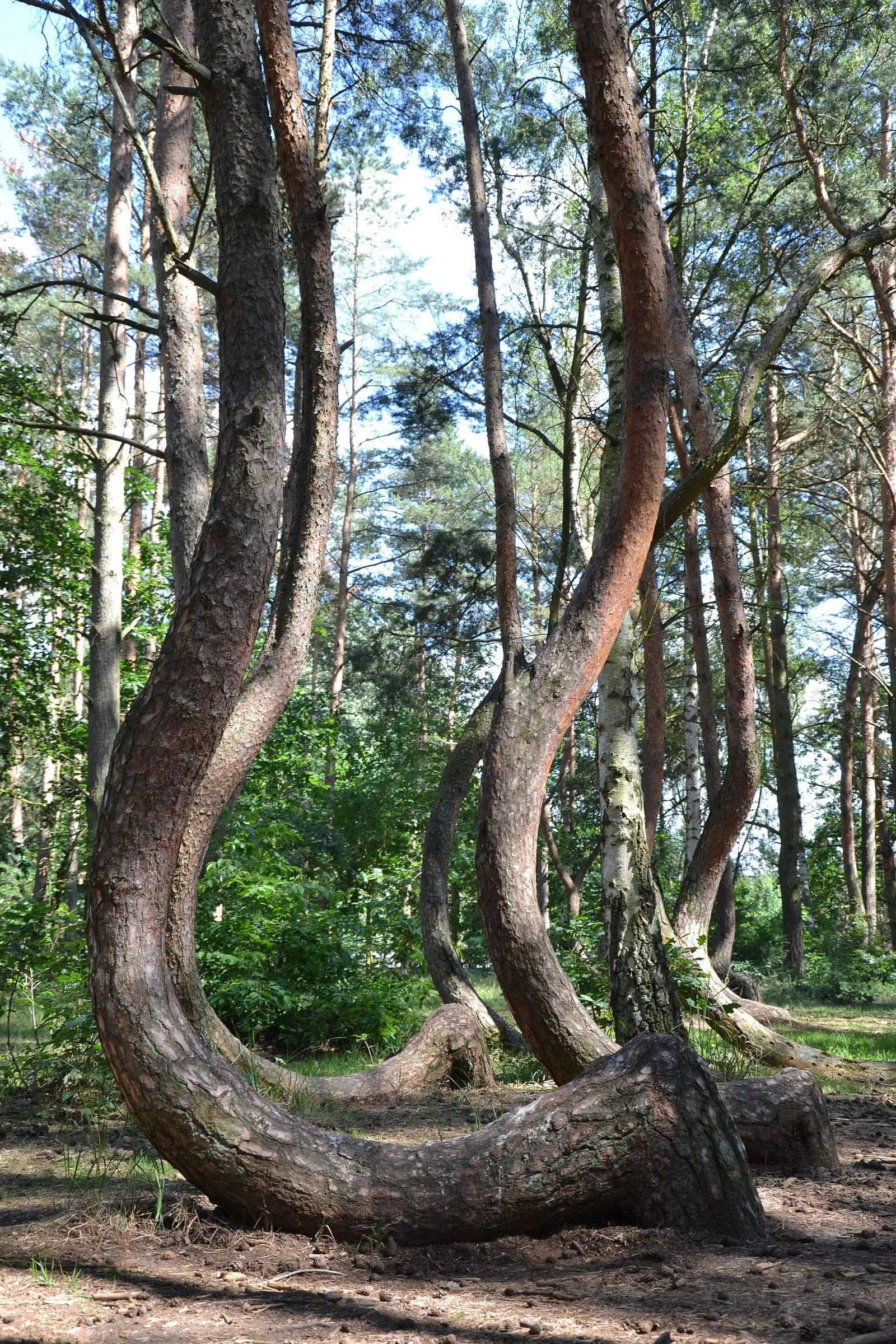 Krzywy Las koło Gryfina