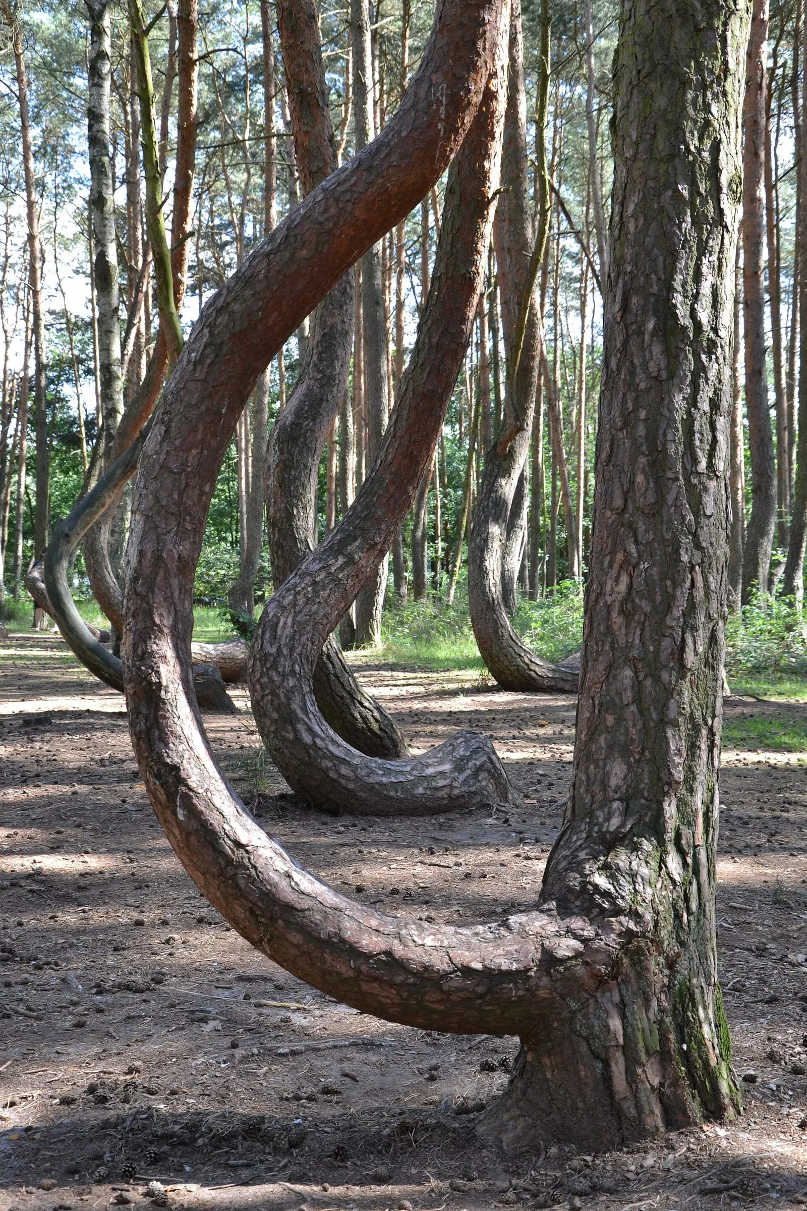 Krzywy Las koło Gryfina